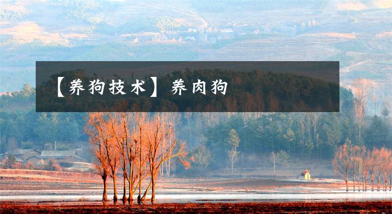 【养狗技术】养肉狗