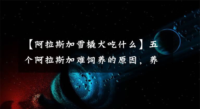 【阿拉斯加雪橇犬吃什么】五个阿拉斯加难饲养的原因,养犬人都要知道,做个合格的养犬人