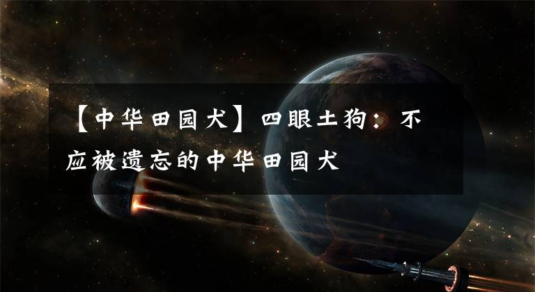 【中华田园犬】四眼土狗：不应被遗忘的中华田园犬