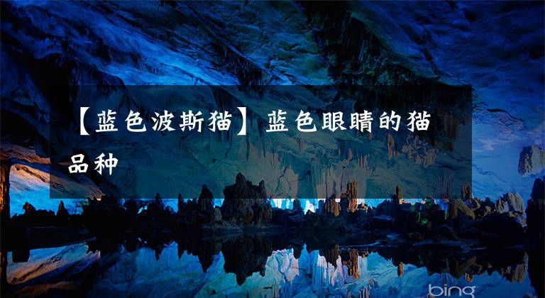 【蓝色波斯猫】蓝色眼睛的猫品种