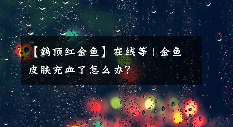 【鹤顶红金鱼】在线等 | 金鱼皮肤充血了怎么办？