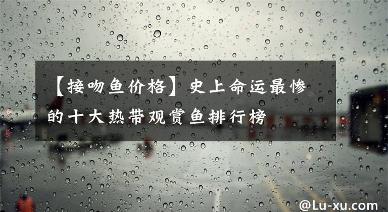 【接吻鱼价格】史上命运最惨的十大热带观赏鱼排行榜