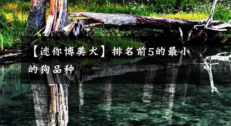 【迷你博美犬】排名前5的最小的狗品种