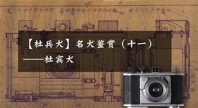 【杜兵犬】名犬鉴赏（十一）——杜宾犬