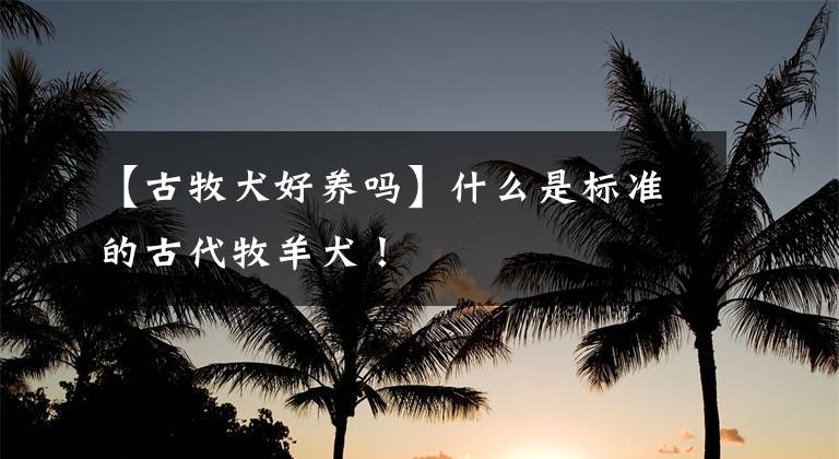 【古牧犬好养吗】什么是标准的古代牧羊犬！