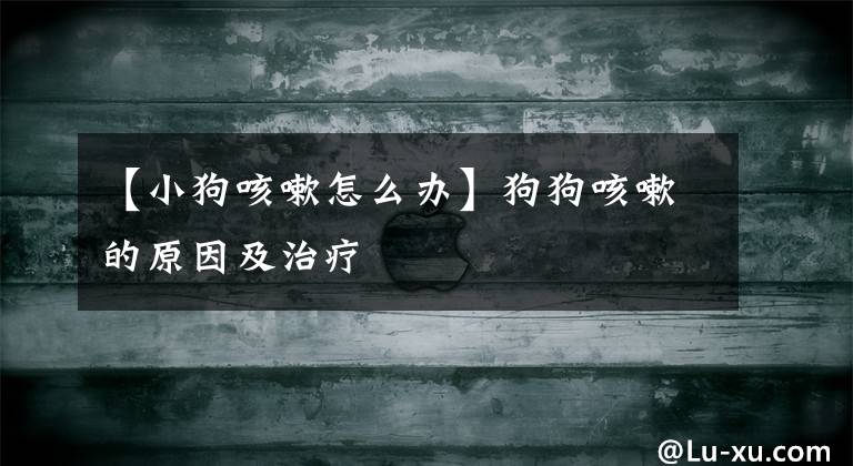 【小狗咳嗽怎么办】狗狗咳嗽的原因及治疗