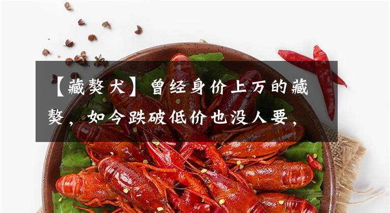 【藏獒犬】曾经身价上万的藏獒，如今跌破低价也没人要，原因这几点