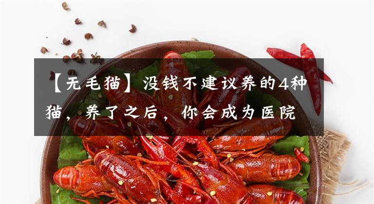 【无毛猫】没钱不建议养的4种猫，养了之后，你会成为医院的“常客”