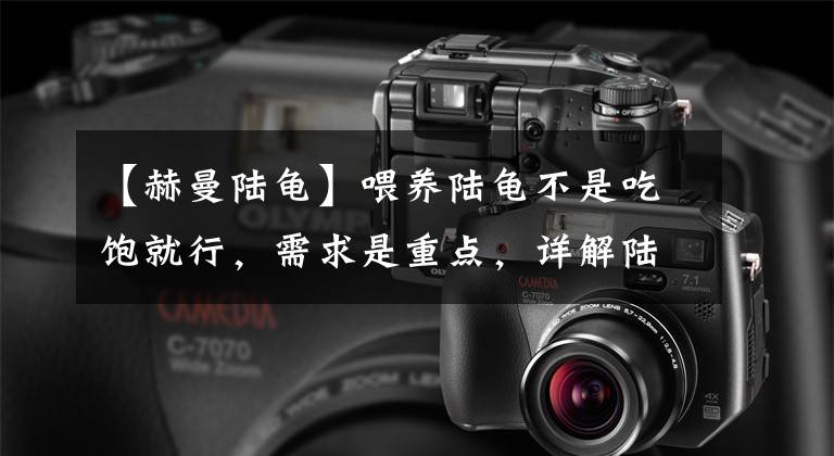 【赫曼陆龟】喂养陆龟不是吃饱就行，需求是重点，详解陆龟的饮食营养需求