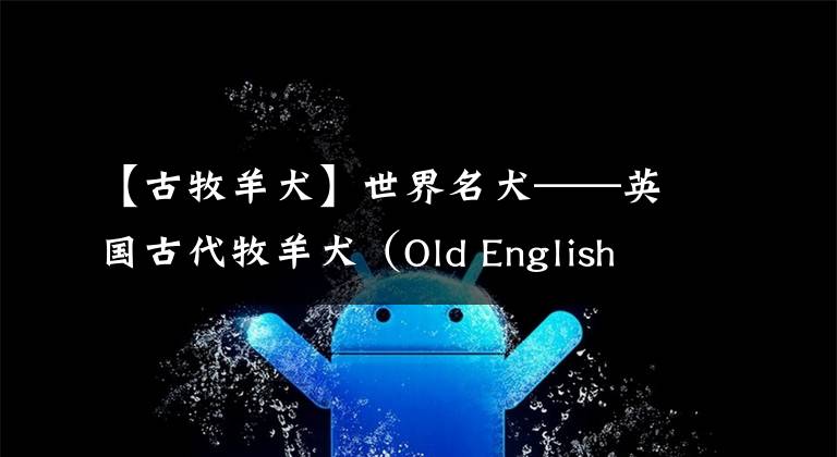 【古牧羊犬】世界名犬——英国古代牧羊犬（Old English Sheepdog）