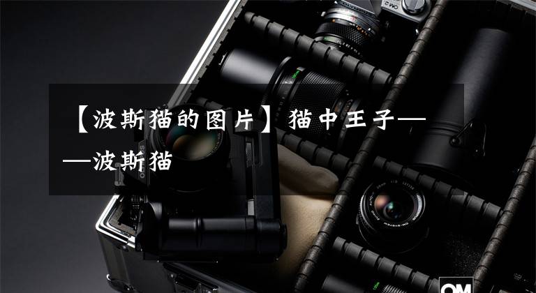 【波斯猫的图片】猫中王子——波斯猫