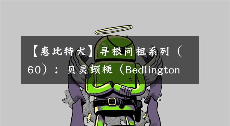 【惠比特犬】寻根问祖系列（60）：贝灵顿梗（Bedlington Terrier）