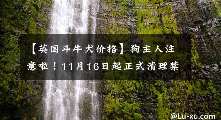 【英国斗牛犬价格】狗主人注意啦！11月16日起正式清理禁养犬，这22种犬……