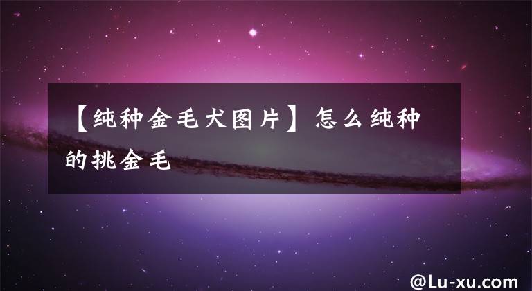 【纯种金毛犬图片】怎么纯种的挑金毛