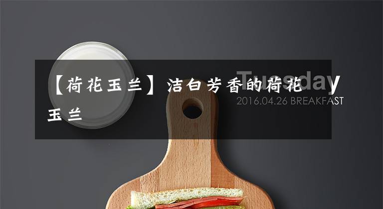 【荷花玉兰】洁白芳香的荷花玉兰