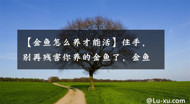 【金鱼怎么养才能活】住手,别再残害你养的金鱼了,金鱼这么养才不会三天死