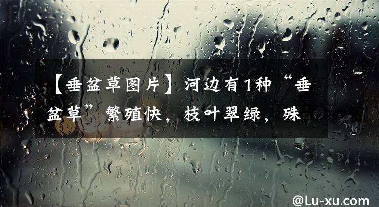 【垂盆草图片】河边有1种“垂盆草”繁殖快,枝叶翠绿,殊不知是多肉,好看