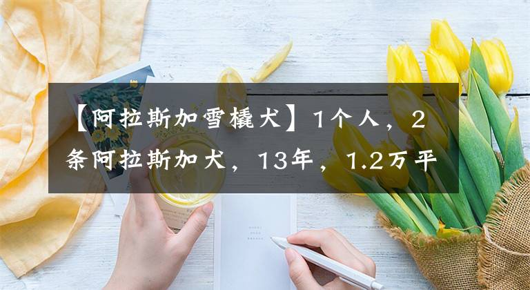 【阿拉斯加雪橇犬】1个人，2条阿拉斯加犬，13年，1.2万平方公里的"无线"守护！