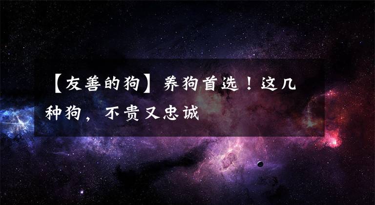 【友善的狗】养狗首选！这几种狗，不贵又忠诚
