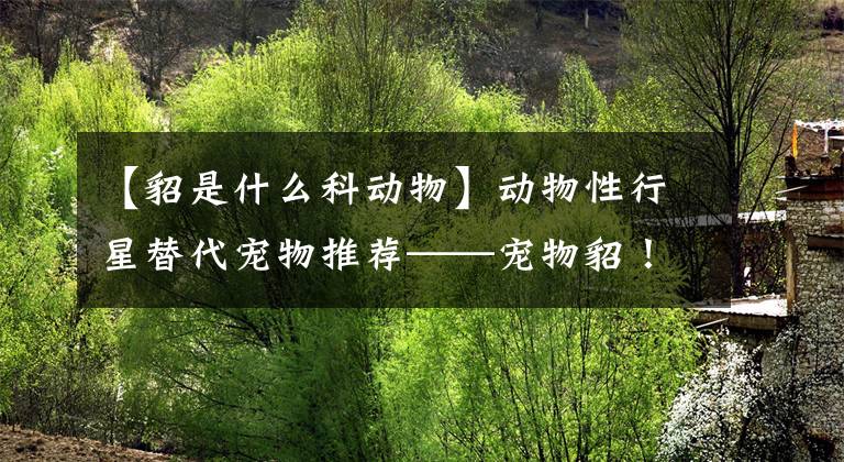 【貂是什么科动物】动物性行星替代宠物推荐——宠物貂!