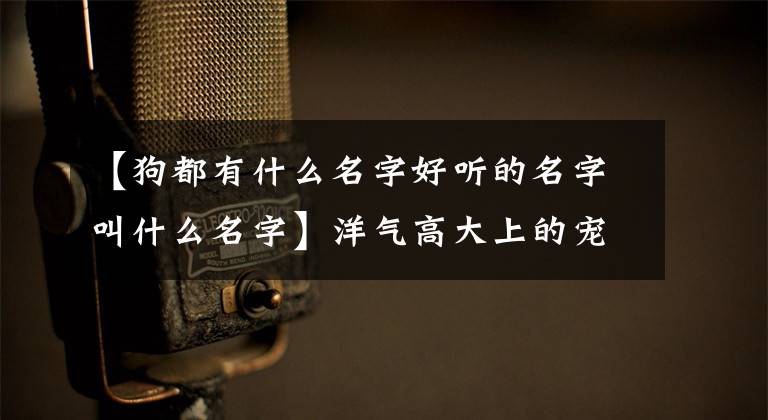 【狗都有什么名字好听的名字叫什么名字】洋气高大上的宠物狗狗名字大全珍贵美丽-可爱点