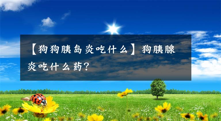 【狗狗胰岛炎吃什么】狗胰腺炎吃什么药？