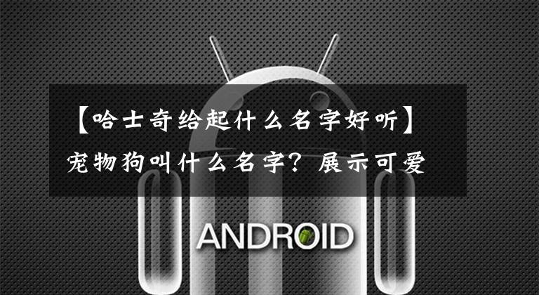 【哈士奇给起什么名字好听】宠物狗叫什么名字？展示可爱-可爱
