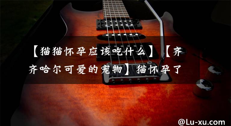 【猫猫怀孕应该吃什么】【齐齐哈尔可爱的宠物】猫怀孕了应该吃什么？