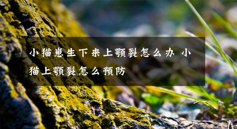 小猫崽生下来上颚裂怎么办 小猫上颚裂怎么预防
