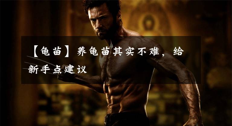 【龟苗】养龟苗其实不难,给新手点建议