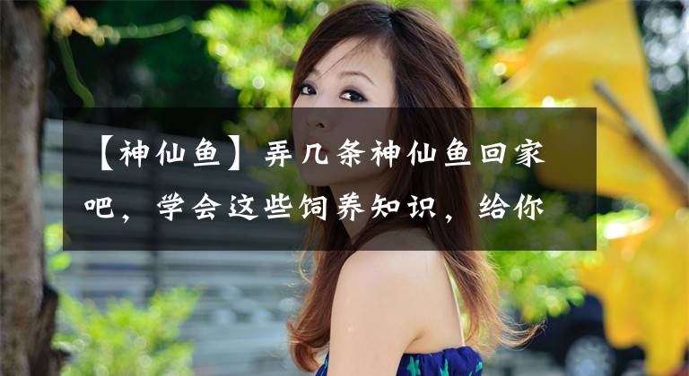 【神仙鱼】弄几条神仙鱼回家吧,学会这些饲养知识,给你的生活增添乐趣