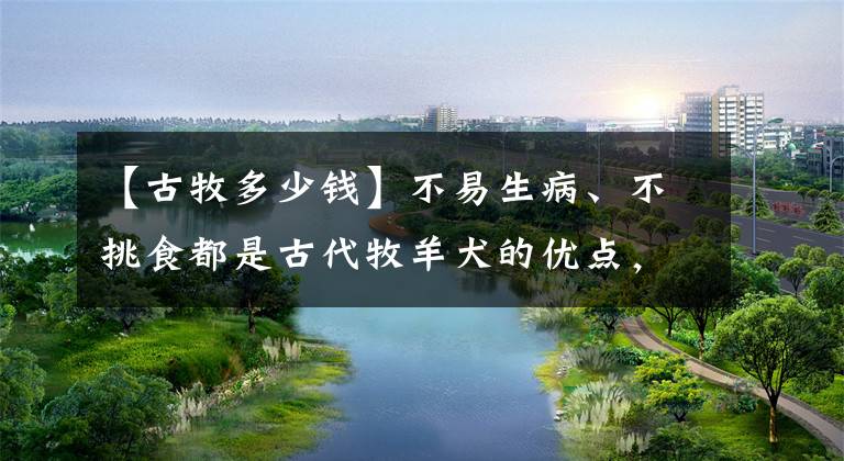 【古牧多少钱】不易生病、不挑食都是古代牧羊犬的优点，但它的缺点你能接受吗？