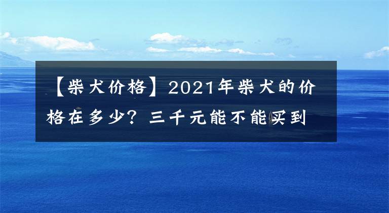 【柴犬价格】2021年柴犬的价格在多少？三千元能不能买到纯种的柴犬？