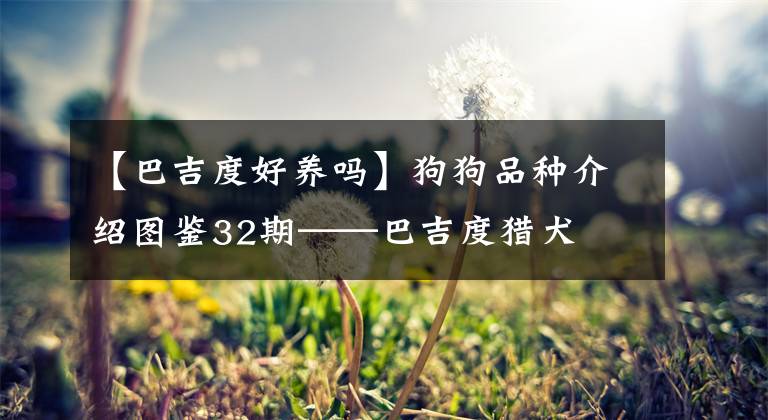 【巴吉度好养吗】狗狗品种介绍图鉴32期——巴吉度猎犬