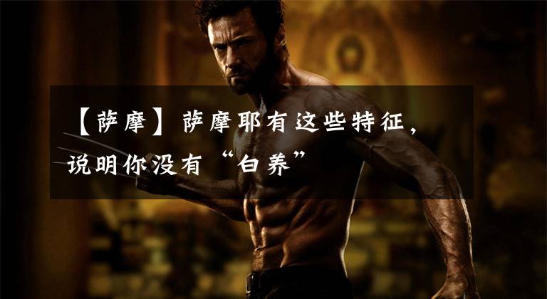 【萨摩】萨摩耶有这些特征,说明你没有“白养”