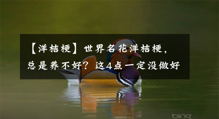 【洋桔梗】世界名花洋桔梗,总是养不好?这4点一定没做好