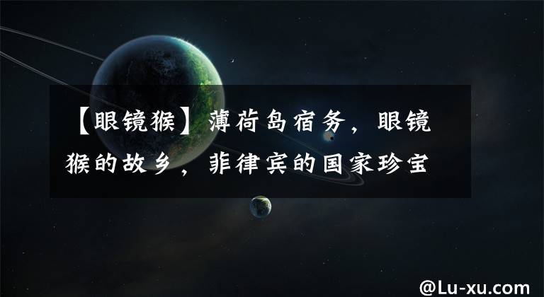 【眼镜猴】薄荷岛宿务,眼镜猴的故乡,菲律宾的国家珍宝岛屿