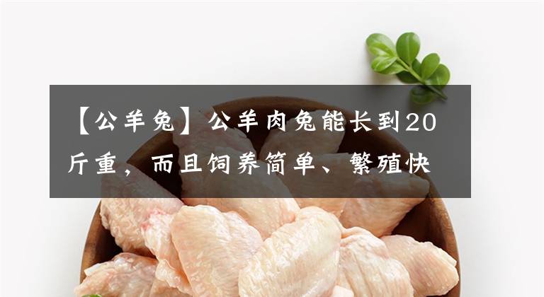 【公羊兔】公羊肉兔能长到20斤重，而且饲养简单、繁殖快，致富好门路！