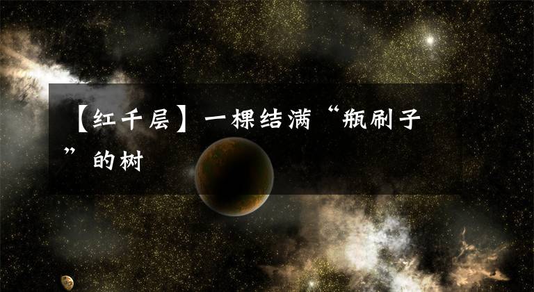 【红千层】一棵结满“瓶刷子”的树