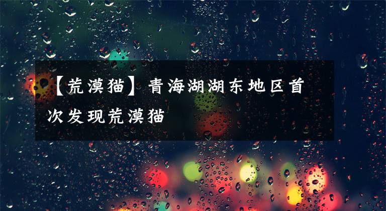 【荒漠猫】青海湖湖东地区首次发现荒漠猫