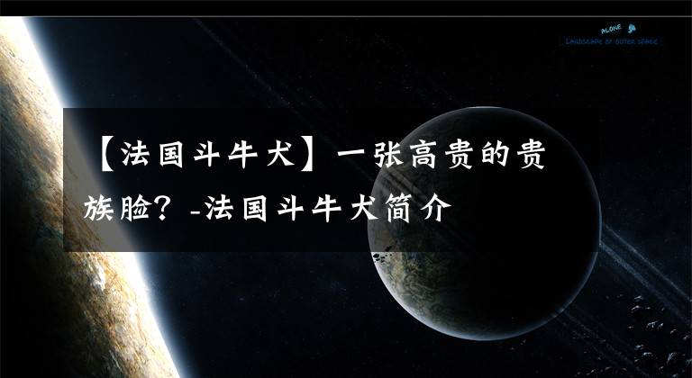 【法国斗牛犬】一张高贵的贵族脸？-法国斗牛犬简介