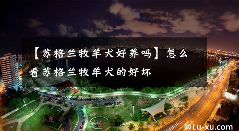 【苏格兰牧羊犬好养吗】怎么看苏格兰牧羊犬的好坏