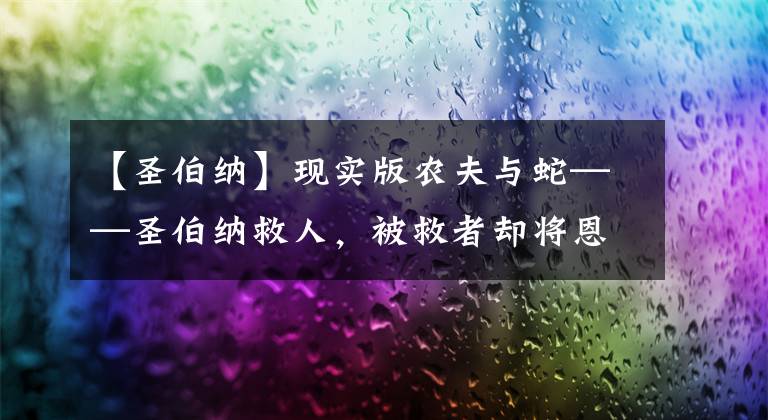 【圣伯纳】现实版农夫与蛇——圣伯纳救人，被救者却将恩将仇报！