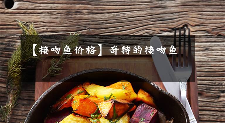 【接吻鱼价格】奇特的接吻鱼
