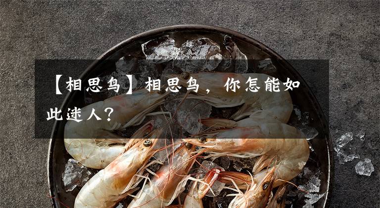 【相思鸟】相思鸟，你怎能如此迷人？