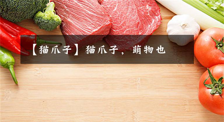 【猫爪子】猫爪子,萌物也