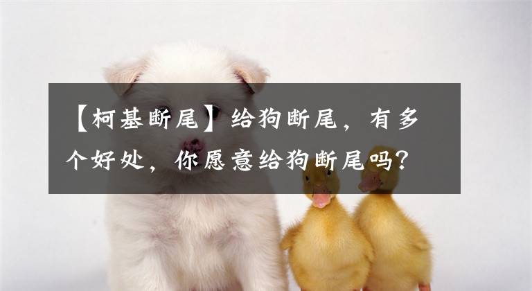 【柯基断尾】给狗断尾，有多个好处，你愿意给狗断尾吗？