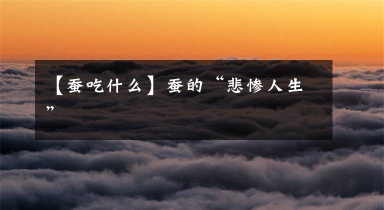 【蚕吃什么】蚕的“悲惨人生”