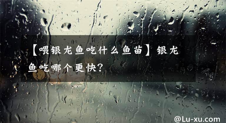 【喂银龙鱼吃什么鱼苗】银龙鱼吃哪个更快?