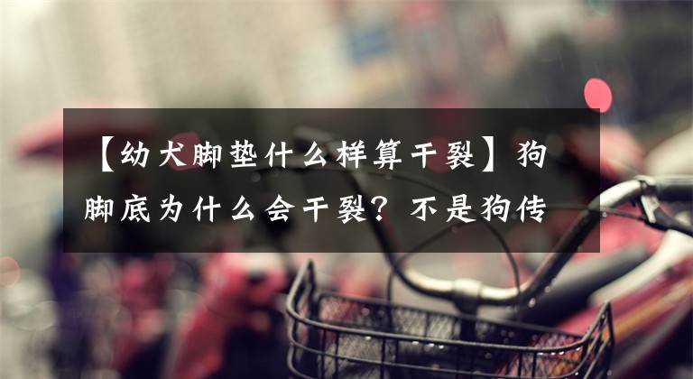 【幼犬脚垫什么样算干裂】狗脚底为什么会干裂?不是狗传染病吗?